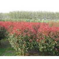 南京紅葉石楠最新價(jià)格