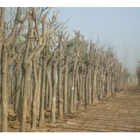 供應(yīng)國槐 法桐、合歡、白蠟等苗木