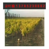 供應1-10公分優質金葉榆