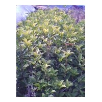 供應桂花小苗