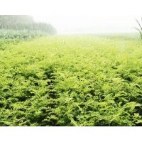 紫穗槐培育合作社 供應大量 各種規格的紫穗槐