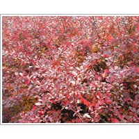 供應冬青，扶芳藤，衛矛，金葉女貞，紅葉小檗
