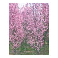大量供應照手桃苗木 碧桃 工程苗木