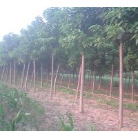 基地供應；楸樹、欒樹、合歡、國槐、大葉女貞、法桐、青桐、北海