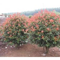 供應大量精品紅葉石楠球