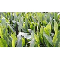 供應一葉蘭 成都蜘蛛抱蛋苗木供應