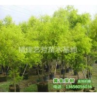 批發供應黃金寶樹，黃金香柳，千層金