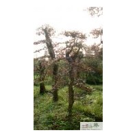 供應紅繼木 大量批發紅繼木苗圃苗