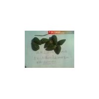 供應：樟子松塔。云杉塔大量。樟子松。云杉小苗千萬株