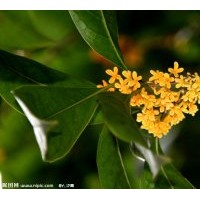 供應規格在4-5-6-7-8-10-12cm的金桂