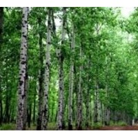 成都工程苗木四季楊米徑：4-6公分