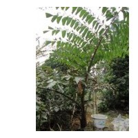 大量供應(yīng)董棕 桂花、樂(lè)昌含笑、擬單性木蘭、臭椿、香樟、火棘等