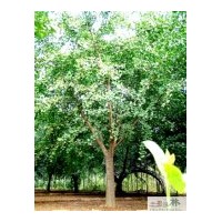 供應(yīng)成都銀杏干徑24-25公分