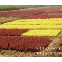 苗木供應；紫葉稠李