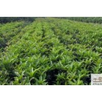 低價供應佛頂珠桂花高：60-70公分