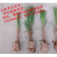 油松供應(yīng)商（營養(yǎng)袋，營養(yǎng)缽油松苗)