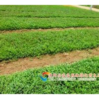 供應金葉女貞苗, 紅葉女貞苗，紅葉小波苗 瓜子黃楊苗，小葉女貞