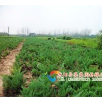 出售地柏，爬地柏，沙地柏,鋪地柏,花柏球，千頭柏