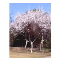 供應大量杏樹，4-8公分杏樹
