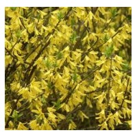 常年供應園藝苗木花卉