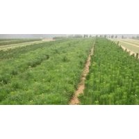 長期出售 樟子松