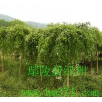 供應國槐、欒樹、合歡、青桐、白臘、大葉女貞、垂柳、垂榆