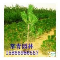 出售30cm-60cm油松苗價格
