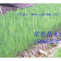 常年供應30公分-100公分側柏苗