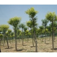 供應(yīng)國槐、國槐價格、國槐信息