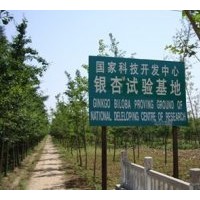 供應各種規格的銀杏樹