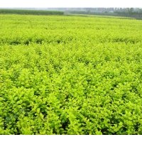 供應 金葉女貞 蜀檜.北京檜.灑金柏.雪松.龍柏.側柏