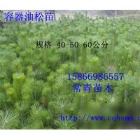 批發年度最佳油松樹苗子 山東油松苗