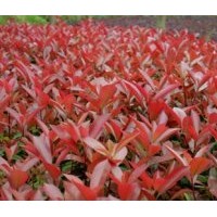長(zhǎng)期大量供應(yīng)大小紅葉石楠、大小紅花繼木、大小金森女貞