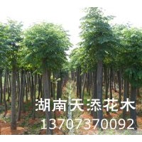 湖南苗木基地供應(yīng)造型紅繼木┃截桿欒樹┃湖南香樟！