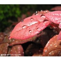 供應薔薇苗，月季苗，品種月季苗 檜柏苗 蜀檜苗
