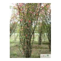 成都苗圃貼梗海棠