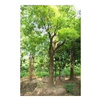 大量供應(yīng)：50-150cm的側(cè)柏、蜀檜、紫薇、木槿、金銀木