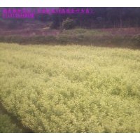 金葉女貞大量甩賣；還供紅葉石楠 紅花繼木 春鵑