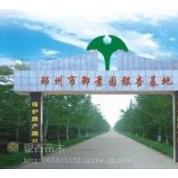 專供2--80公分的銀杏實生苗，嫁接苗