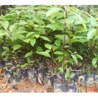 品種如下：香樟、羅漢松、紅花銀樺、四季桂、藍花楹