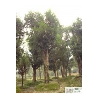 供應成都佛頂珠桂苗圃苗