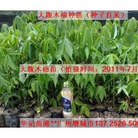 供大腹木棉苗，花旗木苗，桂木苗，海南葡桃苗，美麗異木棉苗