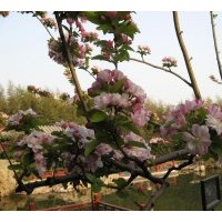 供西湖海棠 規格在5-6-8-10cm的