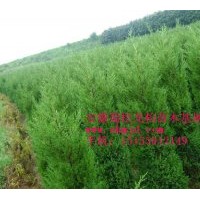 供應蜀檜、龍柏、雪松、廣玉蘭、香樟、高桿女貞、月季、桂花、紅