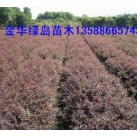 供應紅花繼木