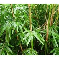 供應工程苗木琴絲竹