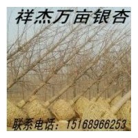 本公司常年供應2-80公分銀杏實生樹，嫁接樹等
