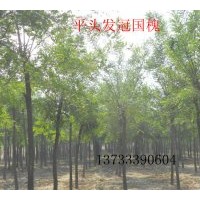 出售國槐 香花槐，紅花槐，龍爪槐，法桐，泡桐
