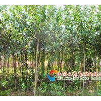 供應叢生紫薇，日本矮紫薇，紫薇,百日紅，紅花紫薇，紅花百日紅