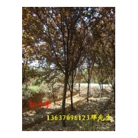 大量供應(yīng)香樟，桂花，紅葉李，紫薇，烏桕樹，廣玉蘭等